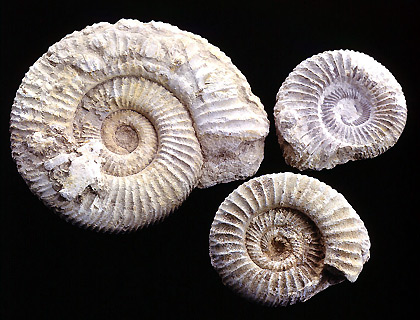 Ammonite