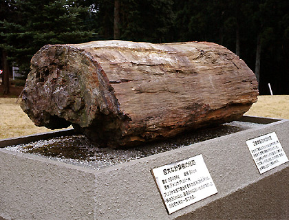 Petrified wood