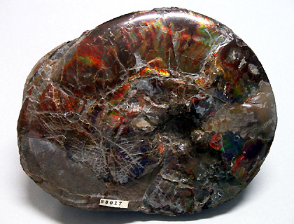 Rainbow-colored ammonite