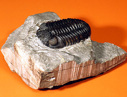 Trilobite