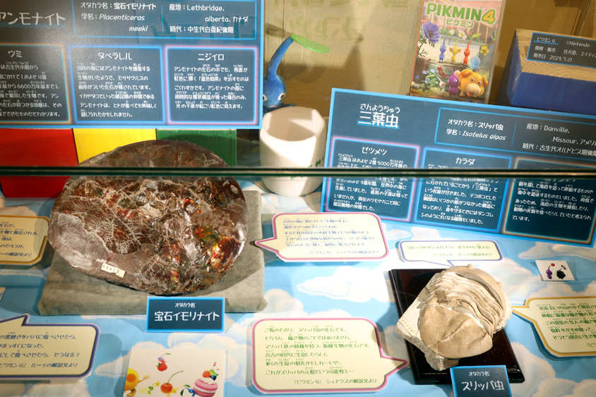 クローズアップ展示